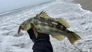 Socal Surf Fishing - Calico Bass (SBS.Part1)