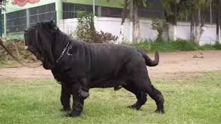 MASTIN NAPOLITANO EN MEXICO SEMENTALES