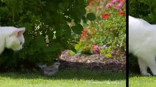 cute cat with bird #cat #birds #garden