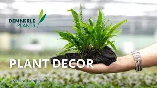 Plants on Wood and Rocks | Plant Decor by Dennerle Plants