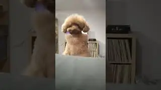 Di con su nuevo arreglo de peluquer&iacute;a. Arreglo Asian Styles vs. un pedazo de mi comida.