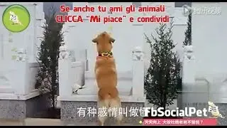 Cane porta  fiori sulla tomba della sua umana FbSocialPet
