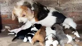 Rescuers Help Vulnerable Dog and Her Puppies Escape Danger and Live a Better Life