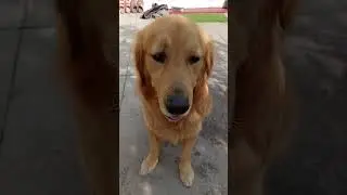 10 Tak padhe Hain!#pets #comedy #funny short#viral video #funnymoment