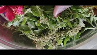 Small harvest #winart #gardening #maadithottam #newyoutuber #garden #flowers #veni #smallyoutuber