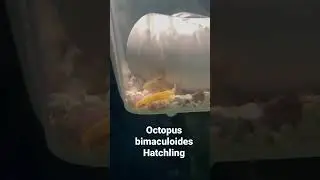 Octopus bimaculoides  Captive Hatchling