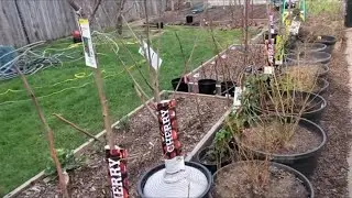 Collecting fruit trees and berries bushes for the move to the county.