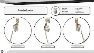 Scapula elevation