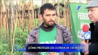 ¿Cómo proteger los cultivos de las heladas?