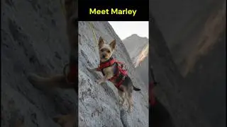 Rock Climbing Dog AI Fun 🧗🏻#aidog