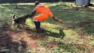  LWICHIKENNELSYour home of security 0700153672Call today to get your dog trained #dogs #dogtraining 