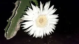 Flor de Jacube( Acabthocereus Terragonus) #plants #plantas #jacube #nopal #flowers #flor #noche