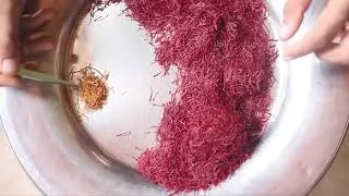 Pure Kashmir Saffron | World's Best Saffron | India | Param Kesar
