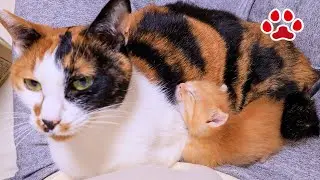 [День спасения21Ночь] Котенок впервые спал с Ми-ке. День, когда котята были очень счастливы.