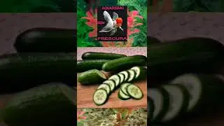 SEUS KINGUIOS V&atilde;o AMAR comer esse alimento caseiro / alternativo (pepino) #kinguio ##peixekinguio