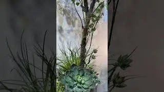 Faux Eucalyptus green - Solutions for indoor plants