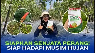 Produk Trichoderma Terbaru! Kenalan Dulu Yuk! | Bio Sigma Plus