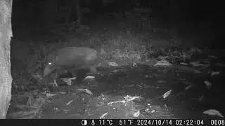 Japanese Wild Boar Wades across Muddy Puddle without Bathing in the Wee Hours in Autumn