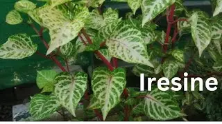 Iresine Herbstii Plant||Blood Leaf Plant||Amaranth Plant Grow & care|| Beautiful Summer Plant