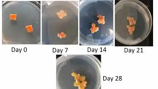 Carrot Callus Induction 6 - Day 28 - Plant Tissue Culture