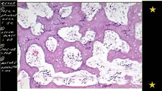 Learning Bone Growth 4: The Osteocyte