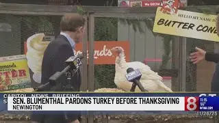Sen. Blumenthal pardons turkey ahead of Thanksgiving