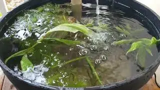 ОБНОВЛЕНИЕ РЫБНОЙ КОМНАТЫ ДОБАВЛЕН НОВЫЙ ПРУД