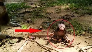 Timo angry mother very much because of Tima leave him alone and he cry very loudly / Monkey post