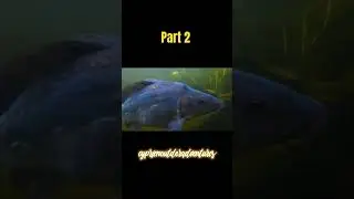 Building NEW FISH POND with NATURAL STREAM  | Underwater exploration #diy #nature #fish #oase