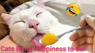 Funniest Cats Make You Happy #part01 #cats #love #funny #viral