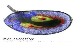 Drosophila Gastrulation