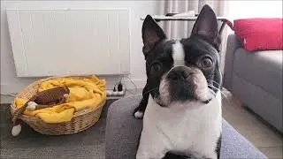 Boston Terrier - Fargo