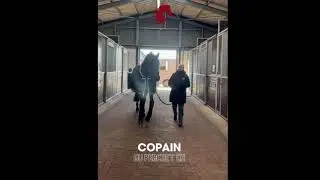 Copain Du Perchet CH arriving back for the 2024 stud season