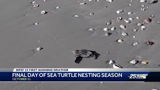 Record-breaking sea turtle nests in time for the end of season