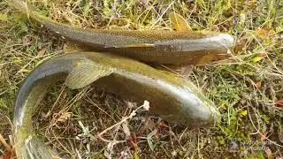 Trout fishing in Deosai plain skardo || trout fishing by mountain insects || catching trout in 2025