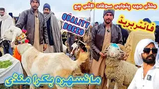 Mansehra Bakra Mandi Update | Mansehra Mall Mandi Update Dani Milking Goats #mansehramandi #sktv27 