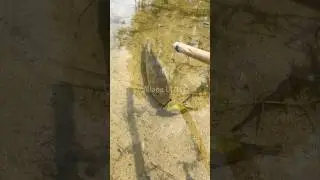 🎣 Fishing for LIFE in a Desi Village | A Day of Traditional Fishing in Rural Life 🌾 Village Ltd