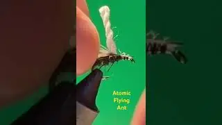New Tying Video  #flytyingaddict  #flytying #flyfishingvibes #fishing #flyfishing #flyfishingaddict
