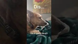 #guilty #wasntme #shorts #baddog #heeler  #cattledog