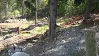 Soo Valley Sled Dog Housing Observation - May 10, 2014