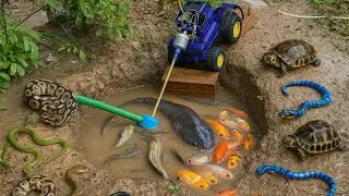 Fish Tractor | Fish Tractor Adventure! Catching Fish & Wildlife in Ornamental Ponds