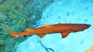 Shark Encounter SeaWorld San Diego