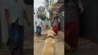 Dog love ❤️ 🐾 Dad V/S Sister ? #dog #dadlife #labrario #love #shorts #dhanush #cute #trending