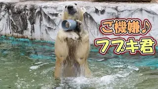 Белый медведь Фубуки