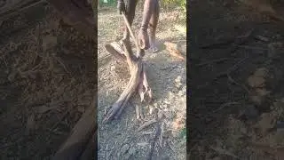 axe split wood how it: world best axe master #short  #wood  #axe