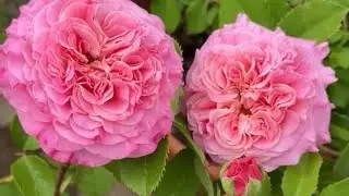 Amazing 2 different varieties Big size rose flowers #pinkrose #yellowroses #gardenboolms #natral 
