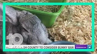 Potential 'bunny ban?' Hillsborough County commission to consider