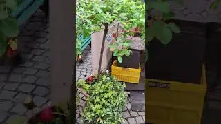 Дюссельдорф 05.05 24 Христос воскресе!!!