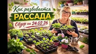 Как развивается рассада. Обзор на 24.02.26.