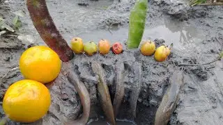 Amazing Underground Monster Fishing By Hand-Traditional Catching Fish Dry Season In River #fishingid